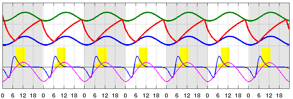 Combined Model for Human Sleep-Wake Rhythm