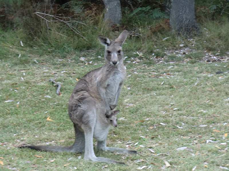 Wallaby with baby Wallaby with baby
