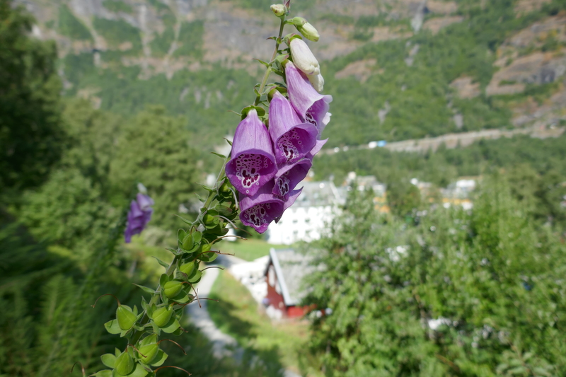 wilde Blumenpracht